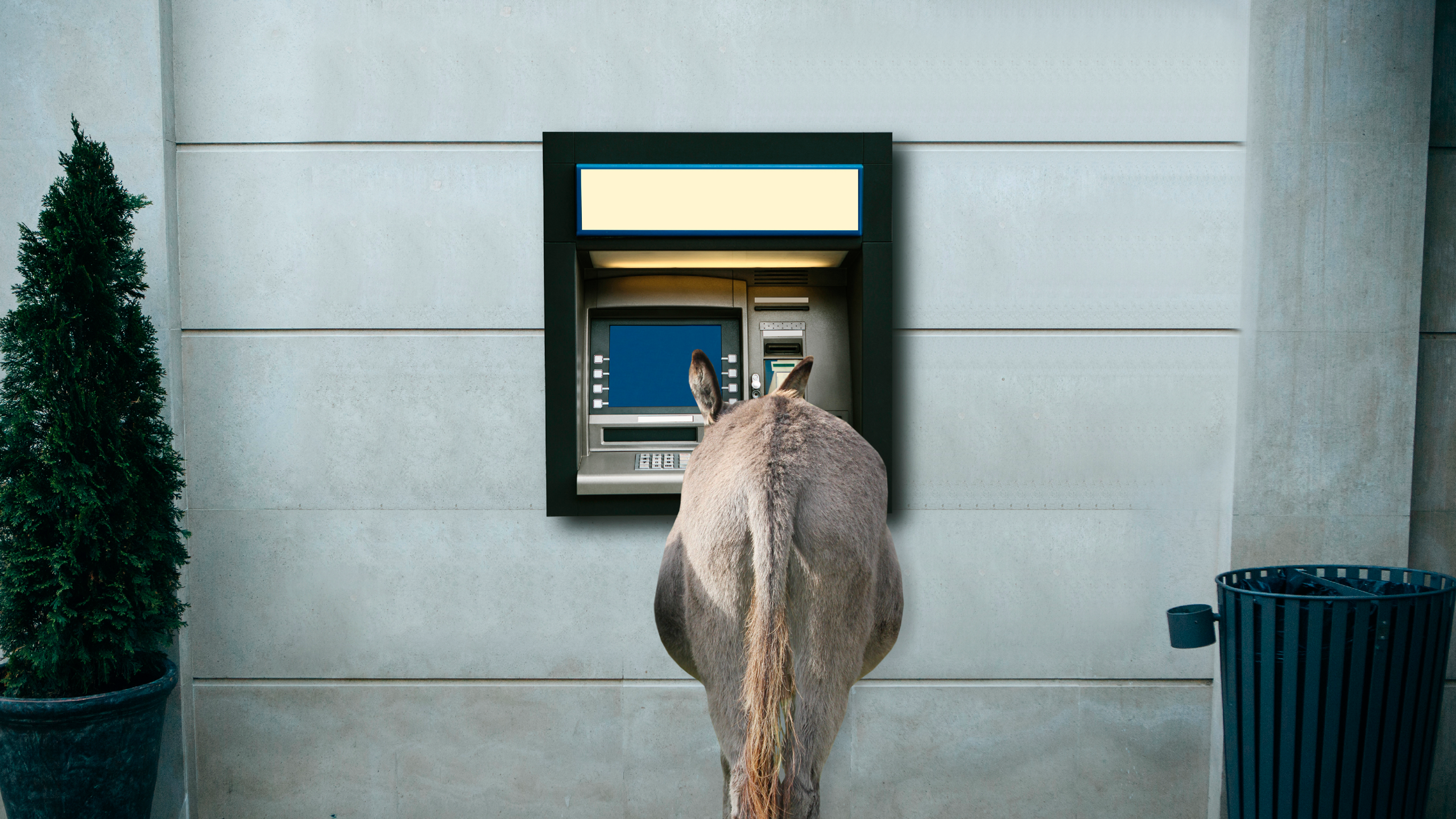 Muldyr ved pengeautomat