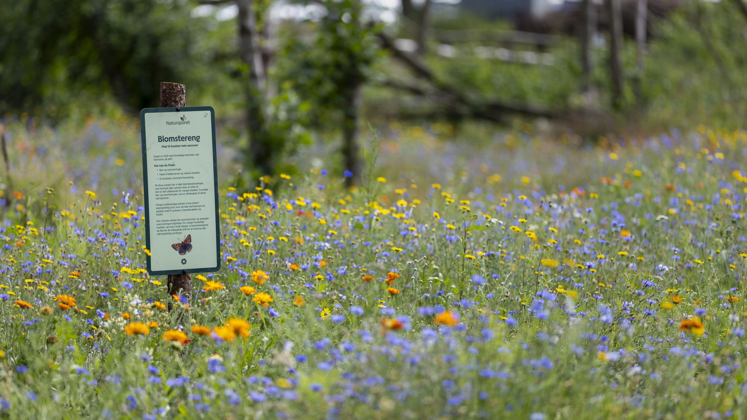 Blomstereng ved Natursporet i Silkeborg