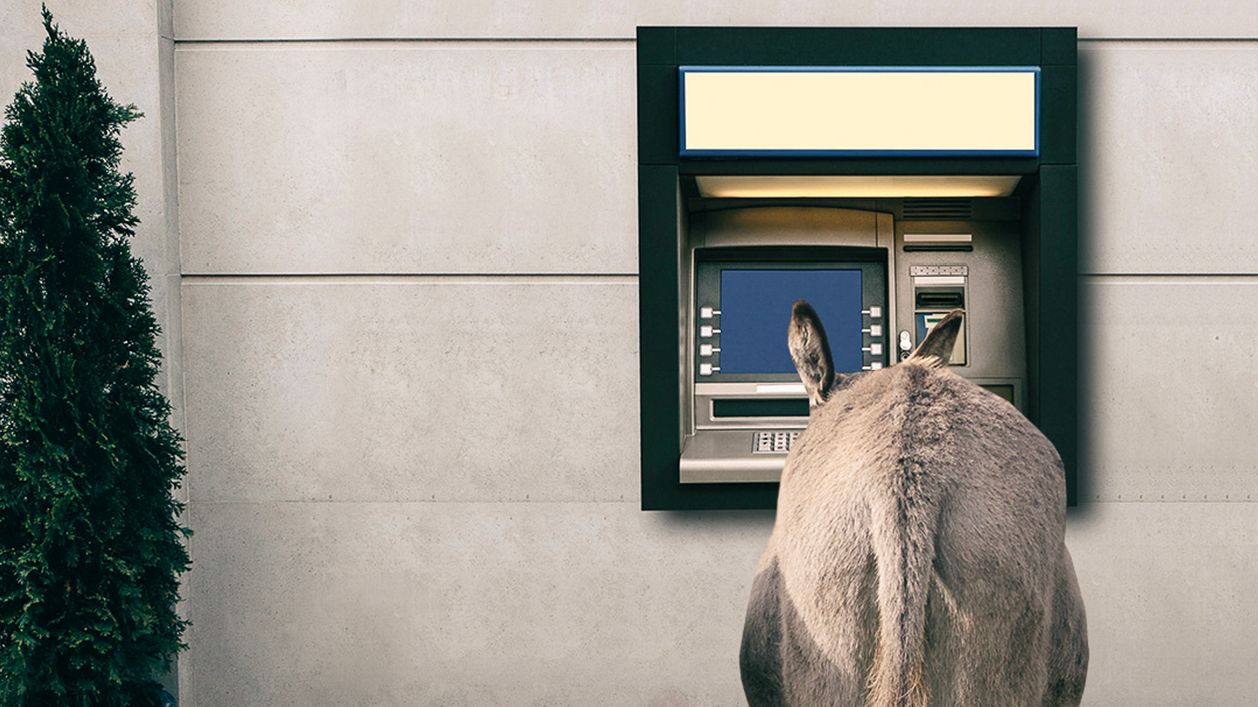 Muldyr ved pengeautomat